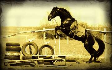 FX №4251 Monochrome. Jump   horse.
