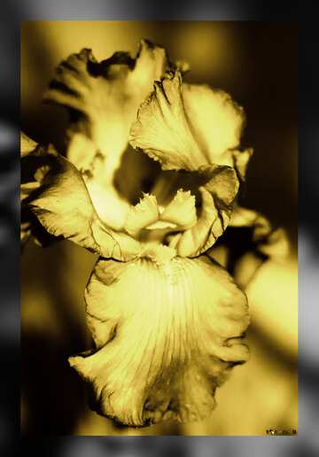 FX №4479 Monochrome. Purple Iris flower.