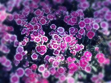 FX №4448 Purple color. Carnations flower bed.