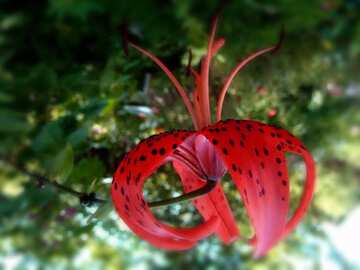 FX №4491 Red color. Flower Tiger Lily.