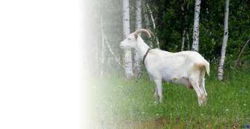 FX №4298 goats milk white background