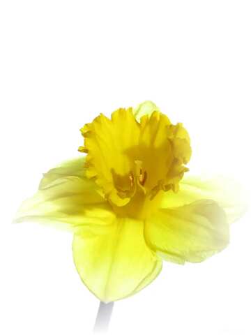 FX №4450  Narcissus flower