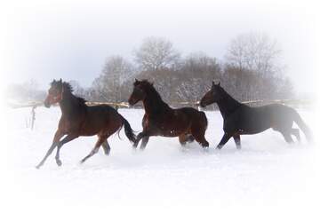 FX №4888 Horses running in the snow white frame around