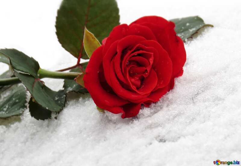 The best image. Red rose on the white snow. №16930