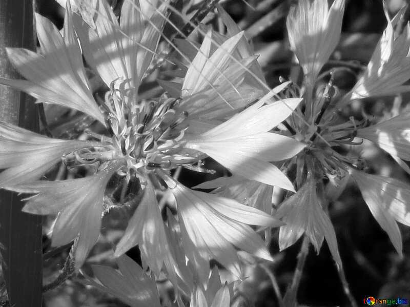 Flower cornflower black and white №33329