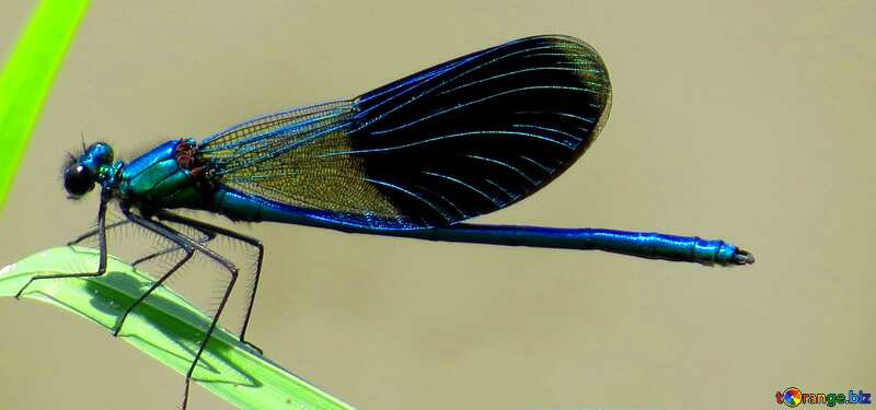 Cover. Dragonfly with blue wings. №33270
