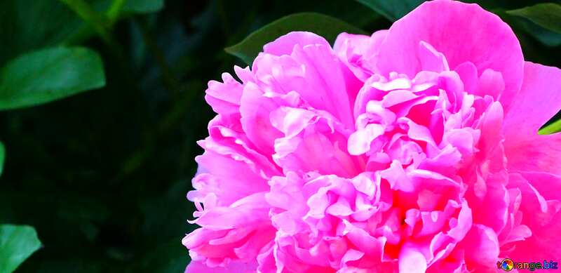 Cover. Pink Peony. №32658