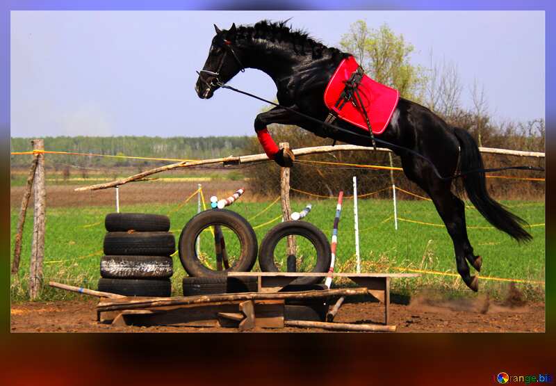 Horse    jump frame blank card №11051