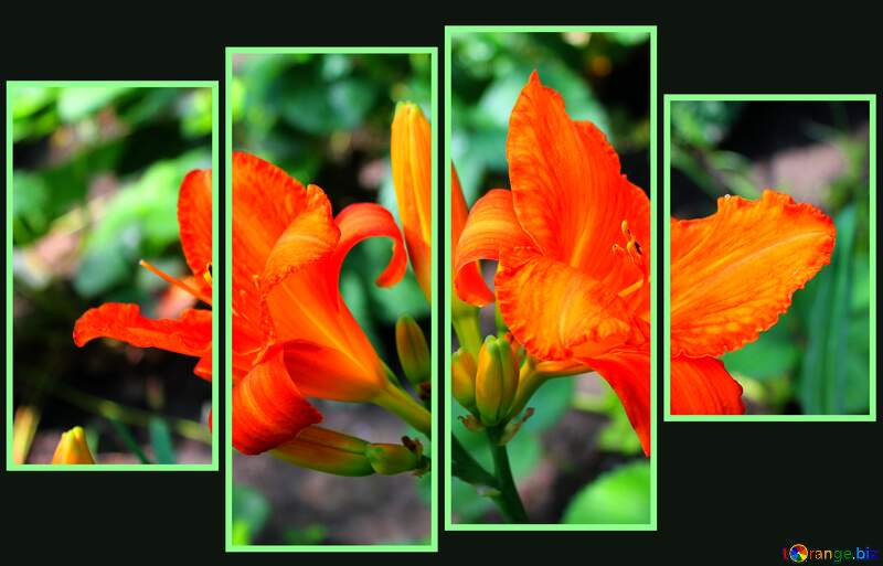  flowers  background №20584