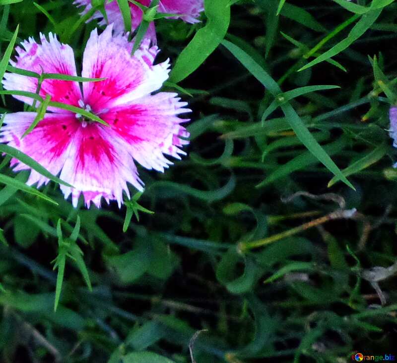 Carnation flower №13905