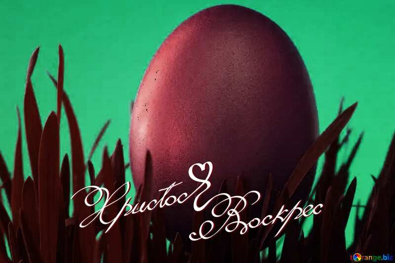 Red color. Background  to  postcards  at  Easter . Gold  Easter  Egg   grass  to  Blue  backdrop. №8188