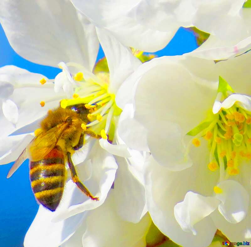 Image for profile picture Bee on flowering tree. №24459