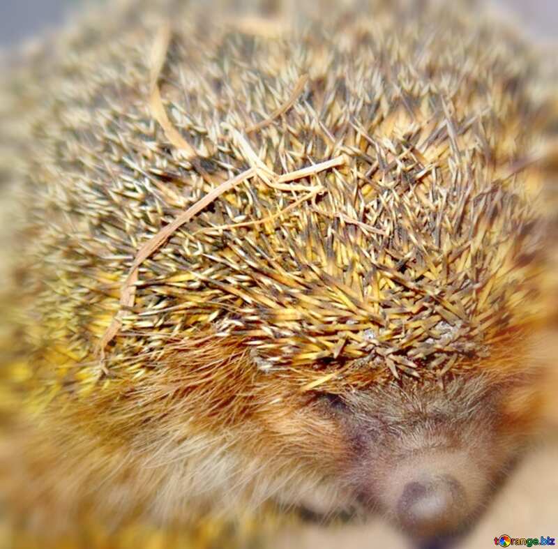 Image for profile picture  Hedgehog . №2471