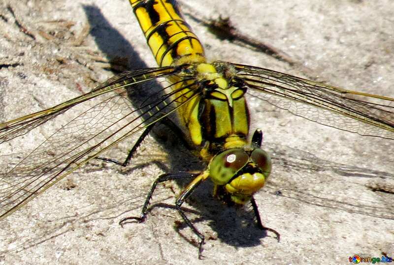Image for profile picture Large dragonfly. №24966