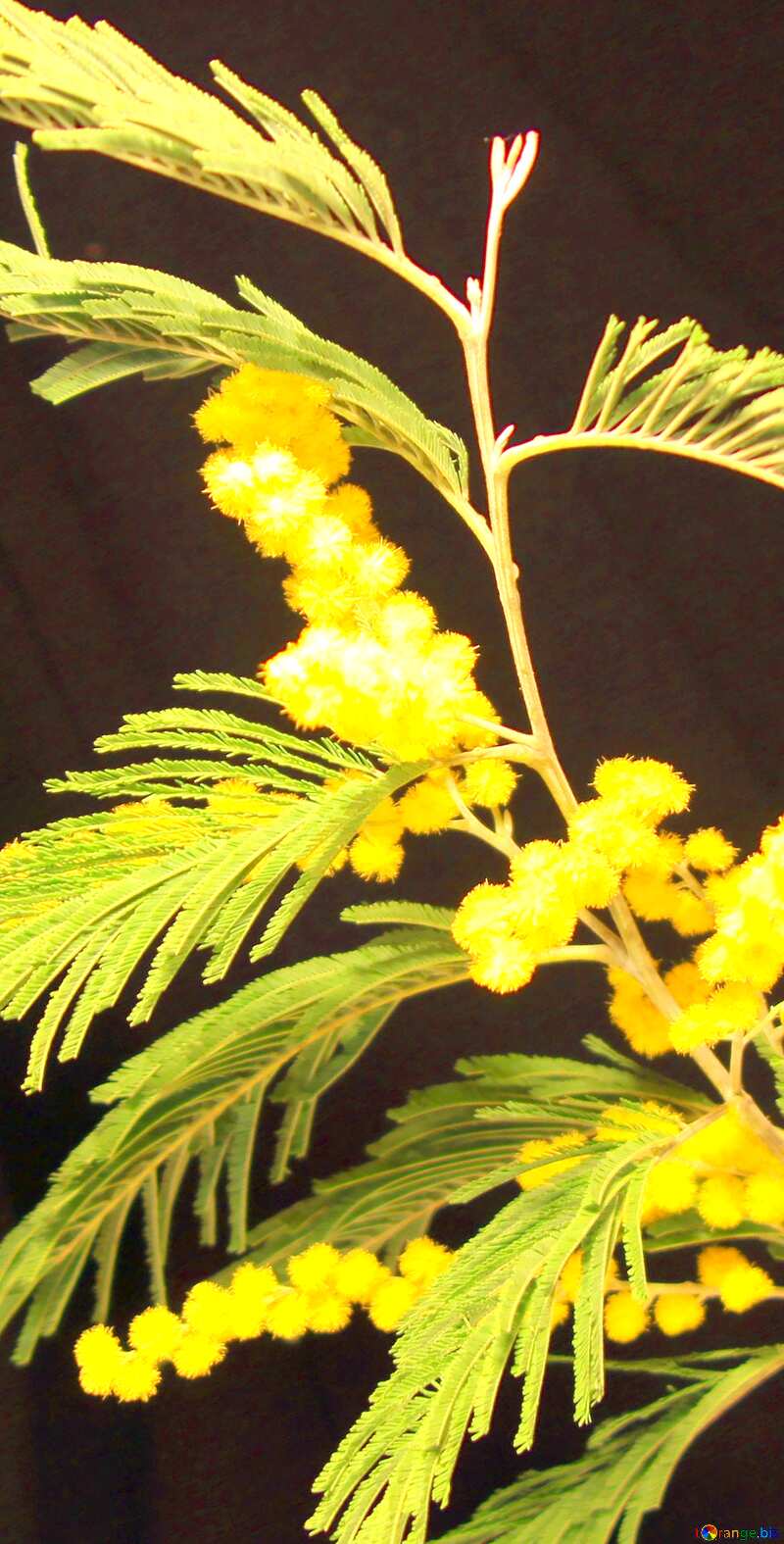 Image for profile picture Mimosa in small vase on black background. №967