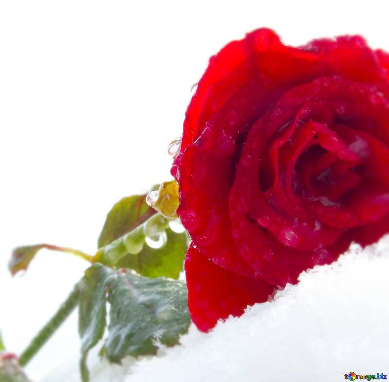 Image for profile picture Rose in the snow. №17008