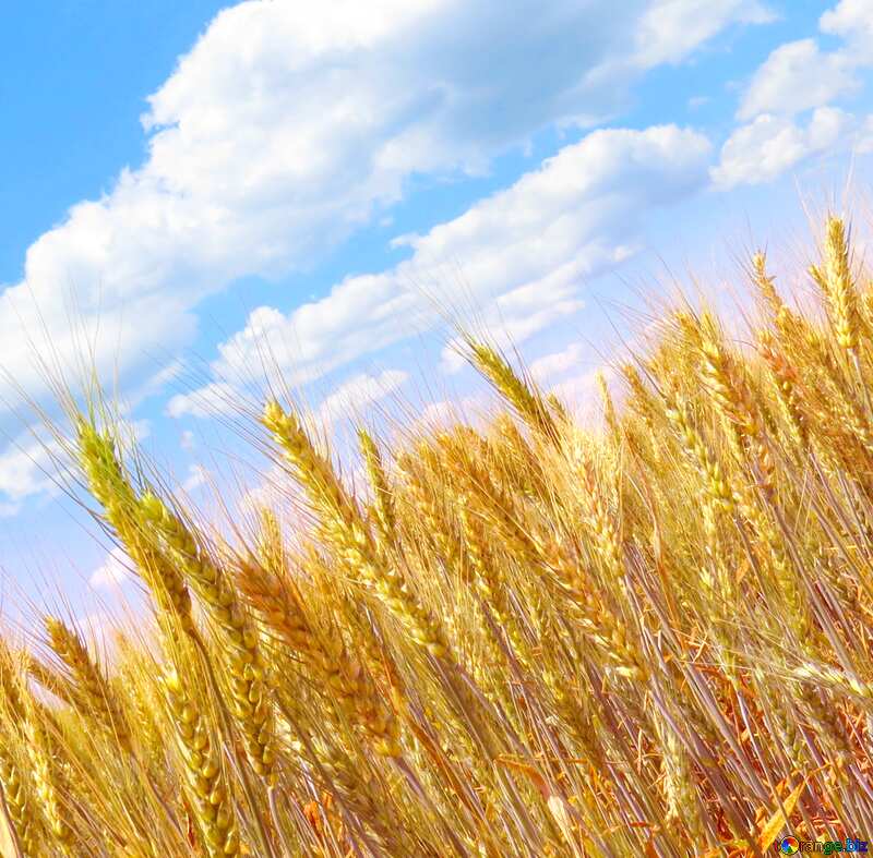 Image for profile picture Wheat field. №27269