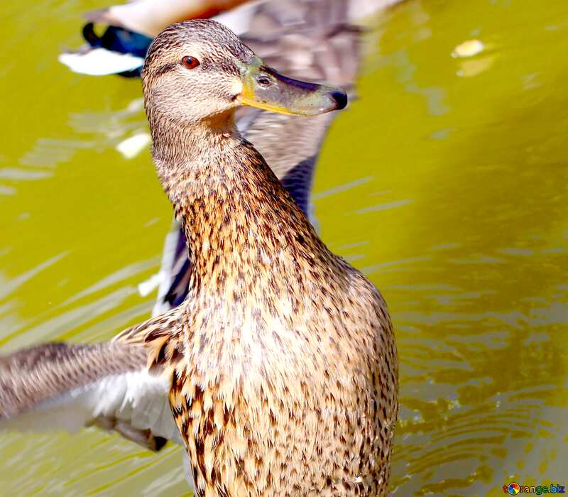 Image for profile picture Wild duck. №39675