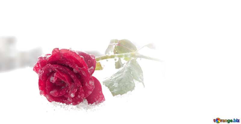 Winter rose flower white background №17011