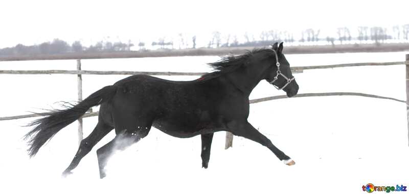 pferd im winter №18195