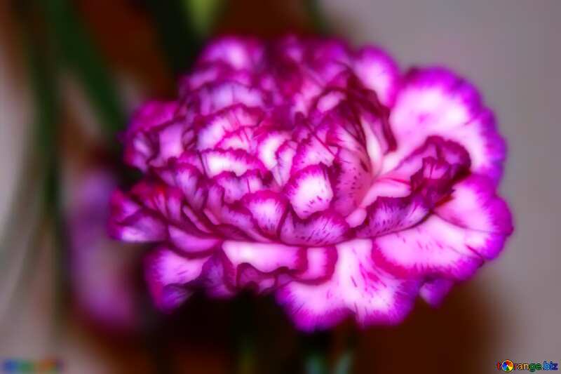Carnation flower blurring macro №968