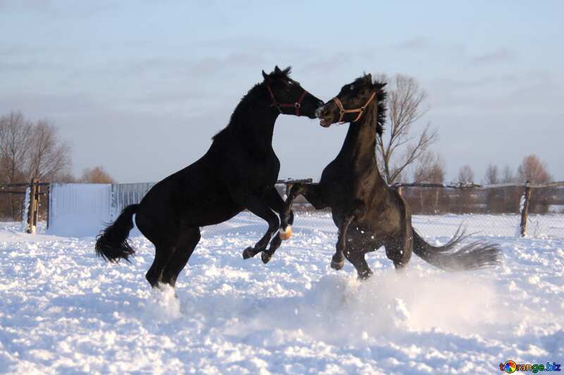 Fight horses in the snow №3964