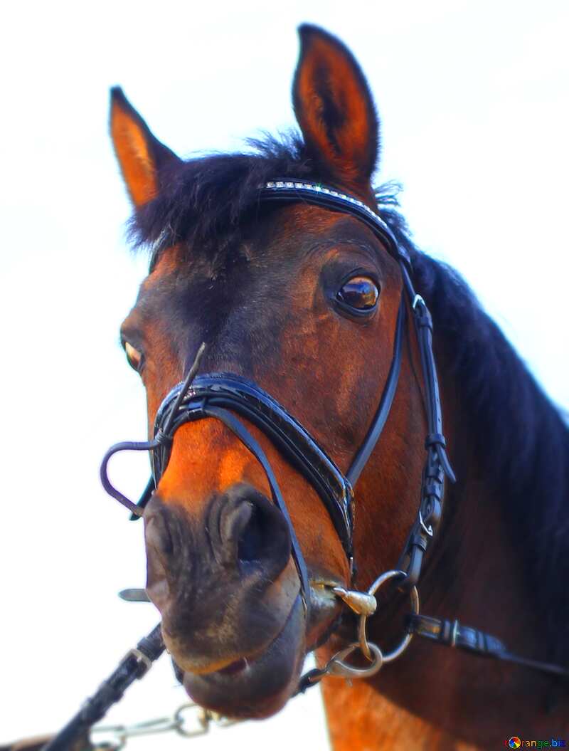 The look of the horse №32336