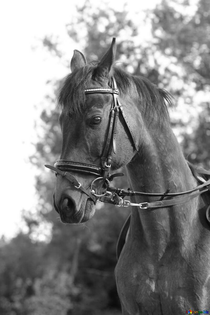 Monochrome. Beautiful horse portrait. №32342