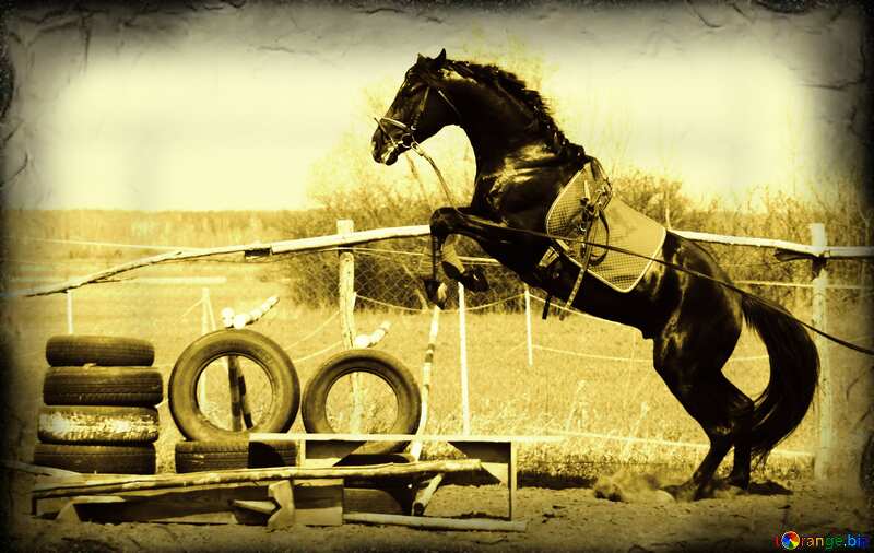 Monochrome. Jump   horse. №11053