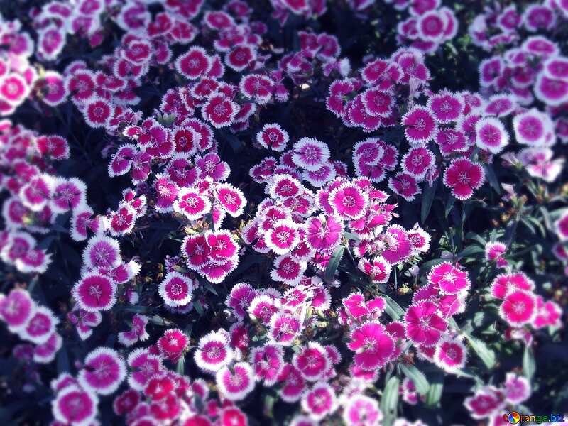 Purple color. Carnations flower bed. №191