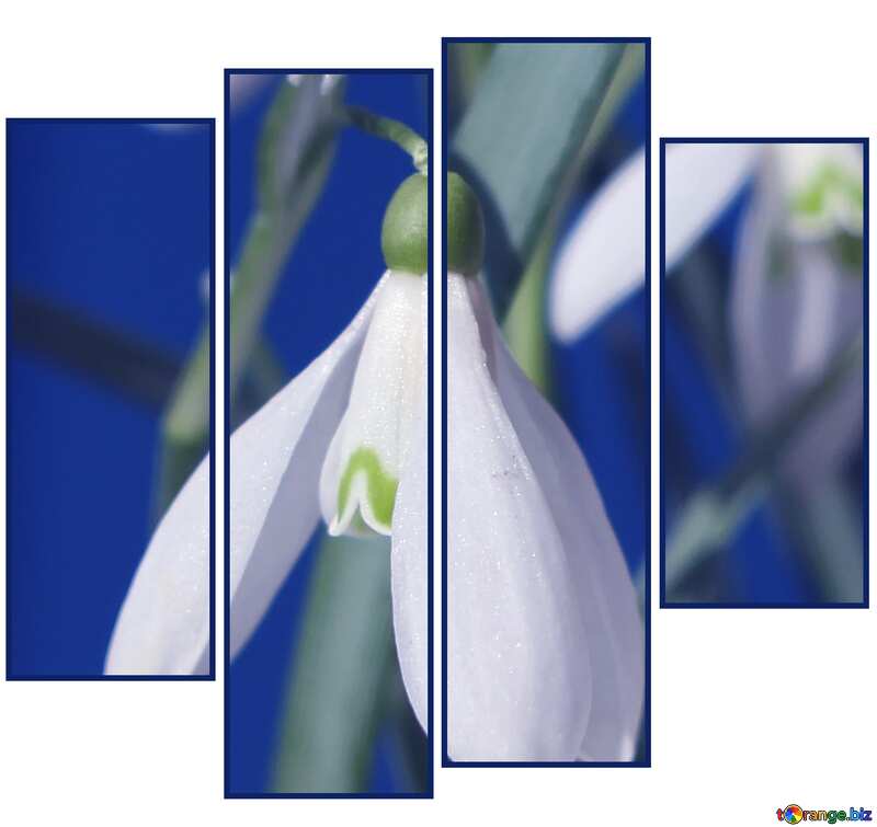 Spring Flowers modular picture №38324
