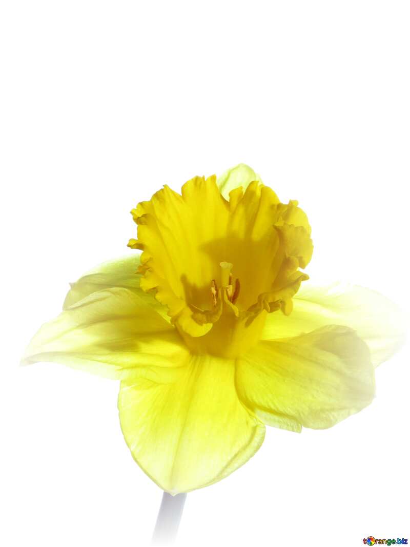  Narcissus flower №30949