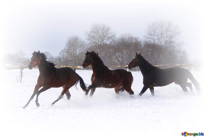 Horses running in the snow white frame around №3980