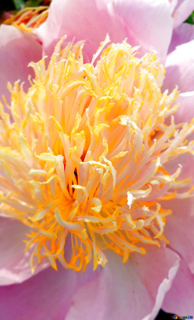 Сердцевина цветка пион №46888
