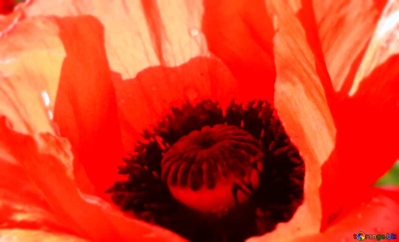 Poppy Flower blur frame fragment colse up №46685