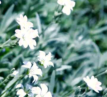 FX №43349 White flowers