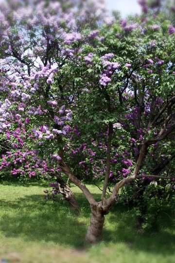 FX №43149 Lilac bush blurring macro