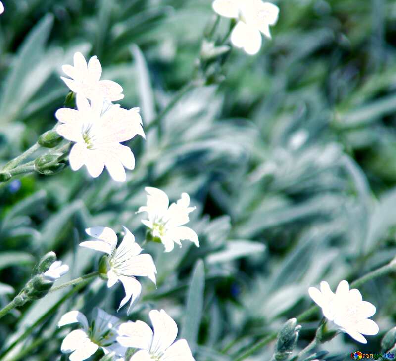 White flowers №5018