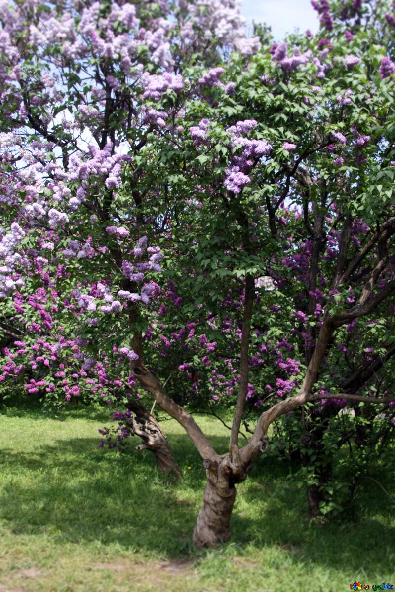 Lilac bush blurring macro №4771