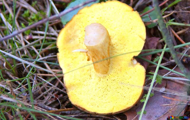  mushroom forrst №5504