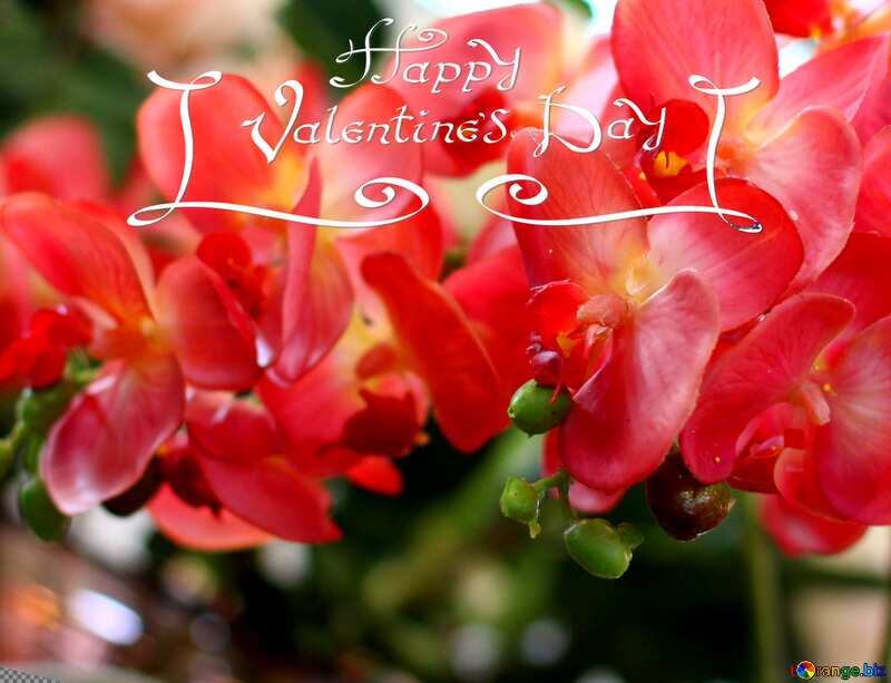  happy valentines day orchids flower №47105