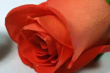 FX №44900 Flower  rose close up