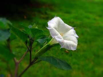 FX №44741 White Bell Flower