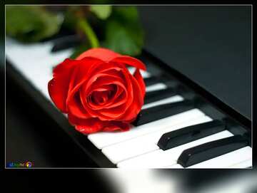 FX №44856  piano keys with Rose Flower