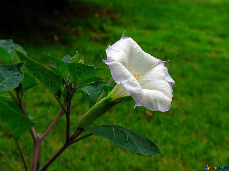 White Bell Flower №6971