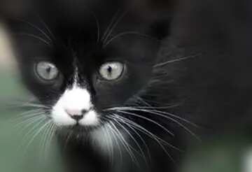 FX №45008 black and white cat