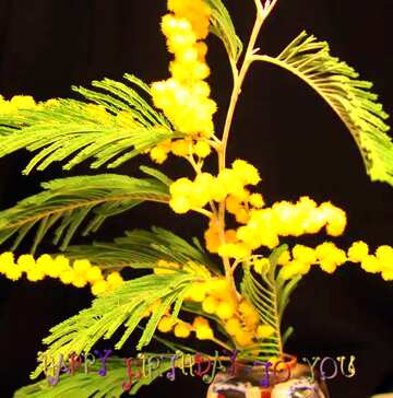 FX №45892 Black plant Mimosa flower yellow