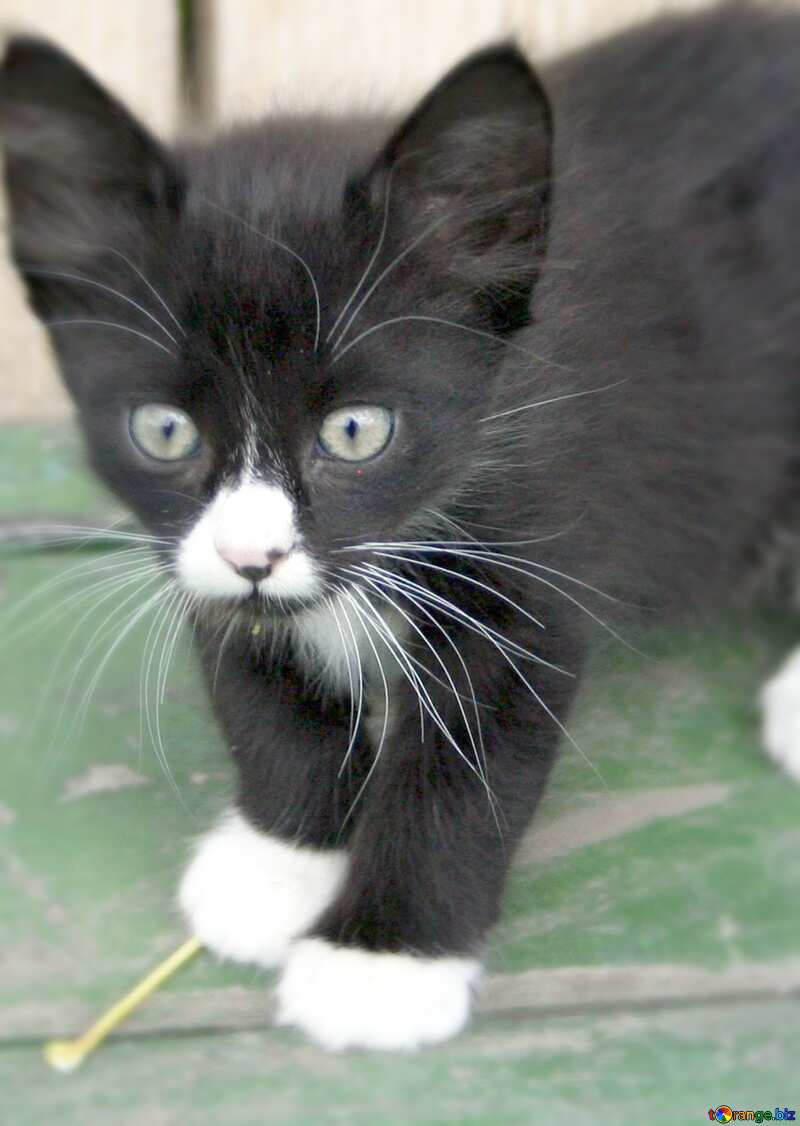 black and white kitten №7497