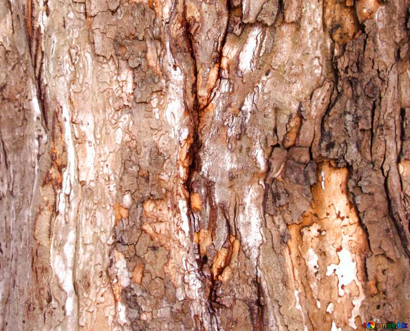 bark texture №7567