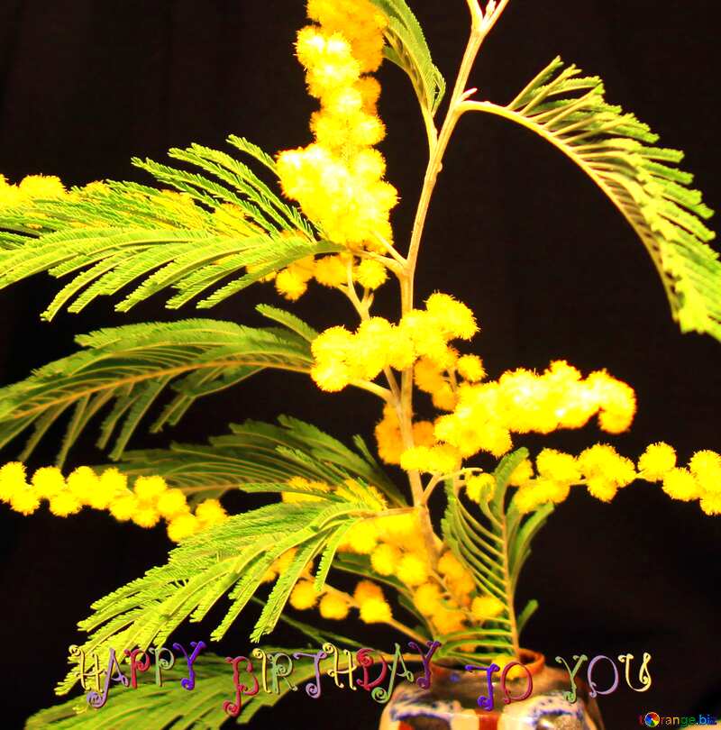 Black plant Mimosa flower yellow №967